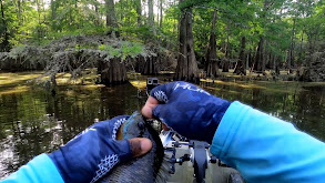 Swamp Puppies in the Honey Hole thumbnail