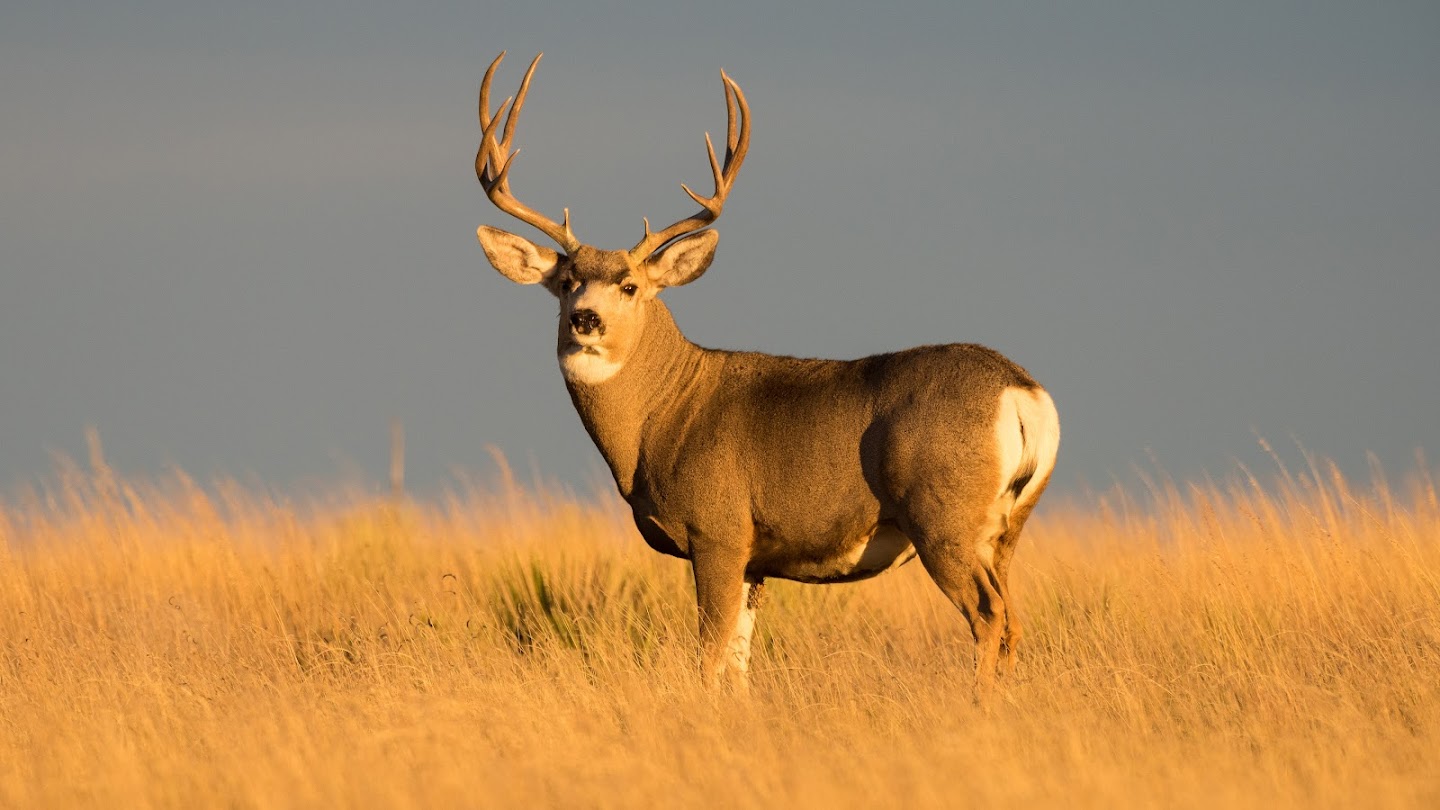 Watch Quick Shots: Mule Deer live