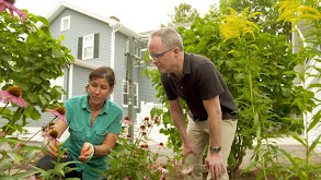 Echinaceas; Kitchen Punch List thumbnail