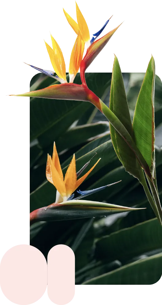 An image of a Lens identify use case showing Birds of Paradise plants with overlaying pink shapes and a product card.