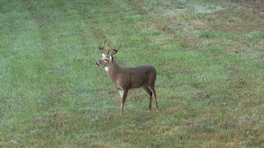 Wondrous Whitetail Part 3 thumbnail