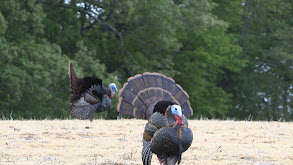 Tireless Turkey Pursuit thumbnail