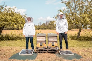 Te presentamos al equipo que usa el aprendizaje autom�tico para intentar salvar a las abejas de todo el mundo