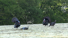 Turkey Triumphs Part 2 thumbnail