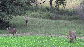 Wondrous Whitetail Part 1 thumbnail