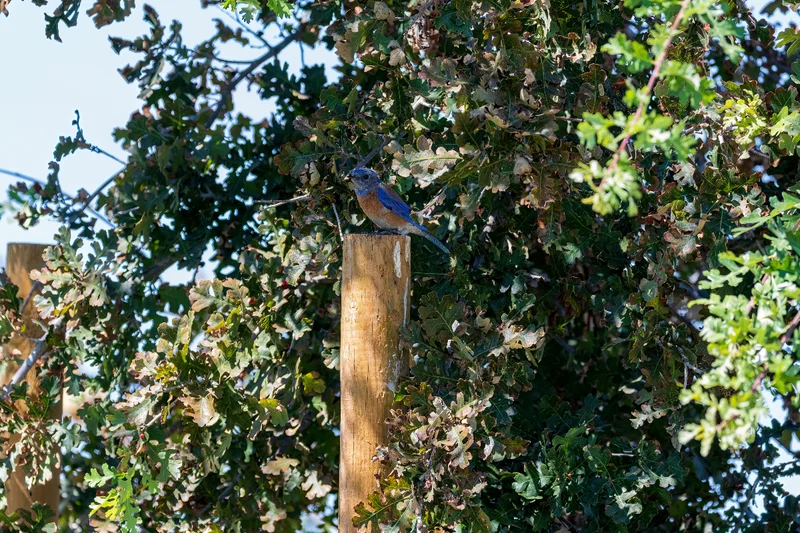 A Western bluebird looks left while sitting in front of oak tree leaves.