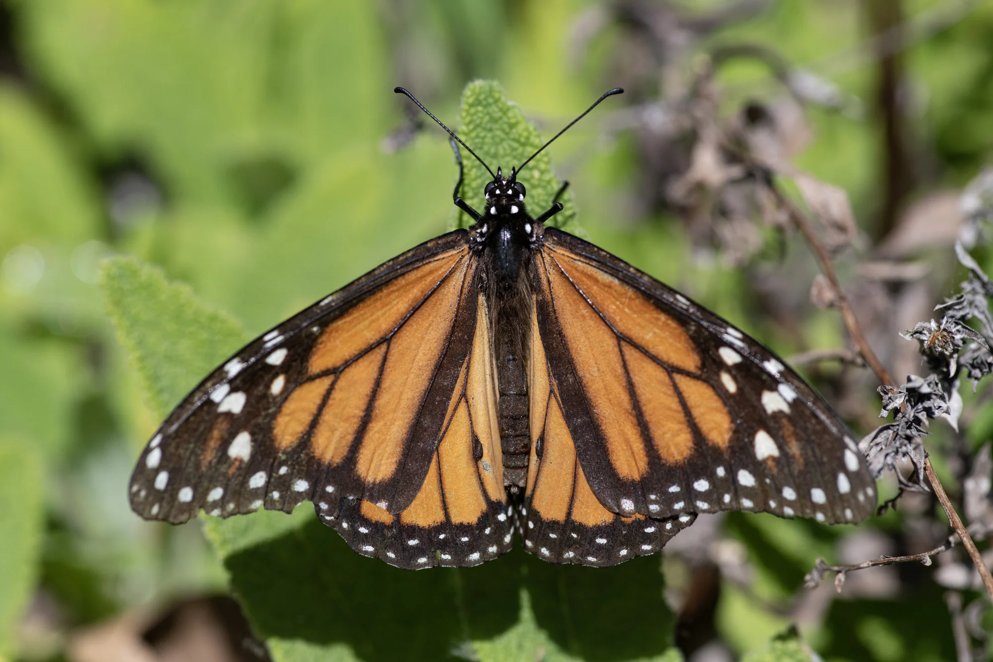 An orange and black butterfly spreads its wings.