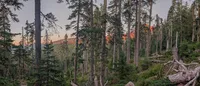 A panorama photo of a forest at dusk — in the background, the sky is turning pink and purple and a mountain of trees is half lit up in orange light.