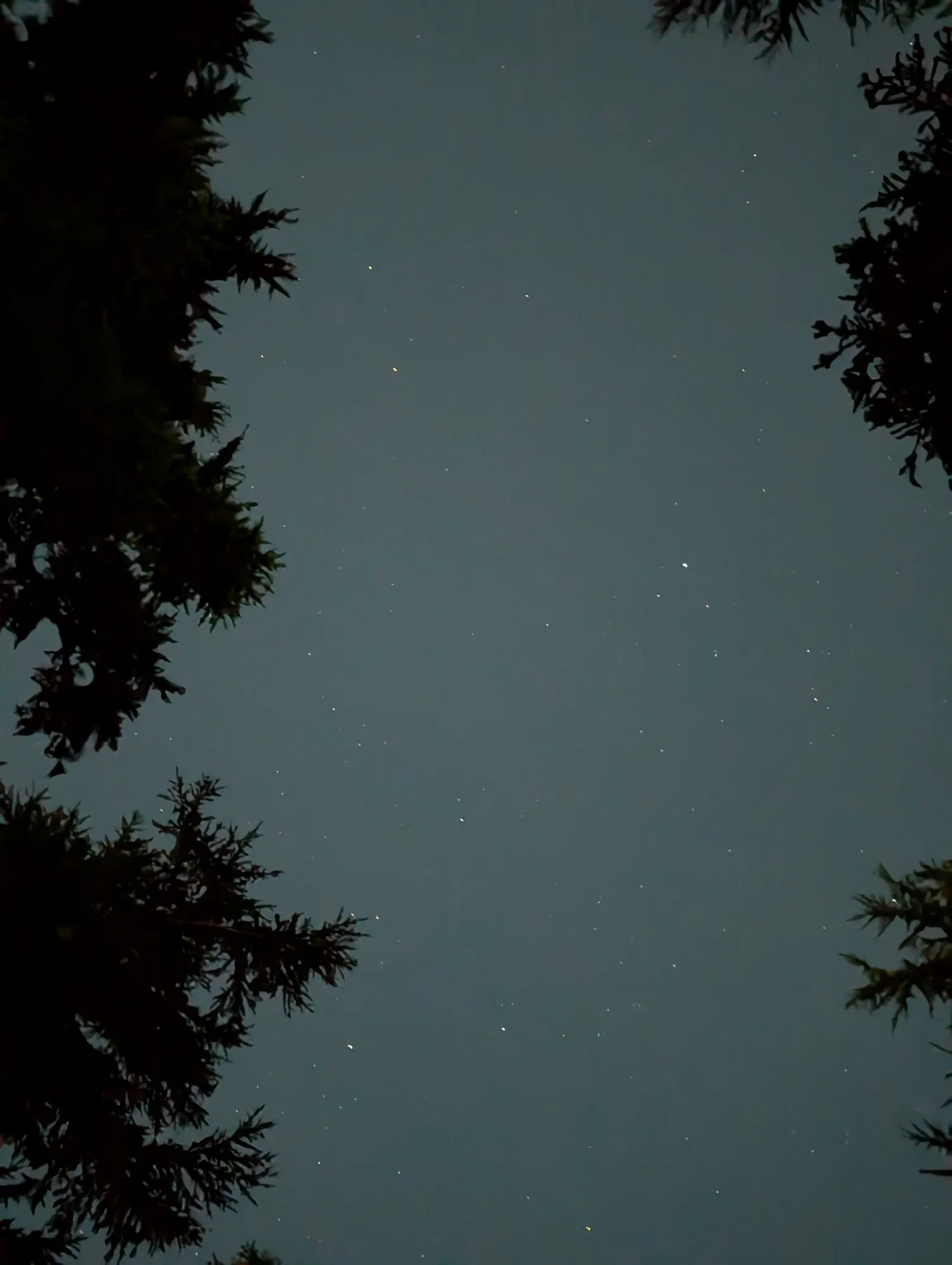 A photo of a night sky looking up, showing the profiles of tree branches and stars in the blue sky.