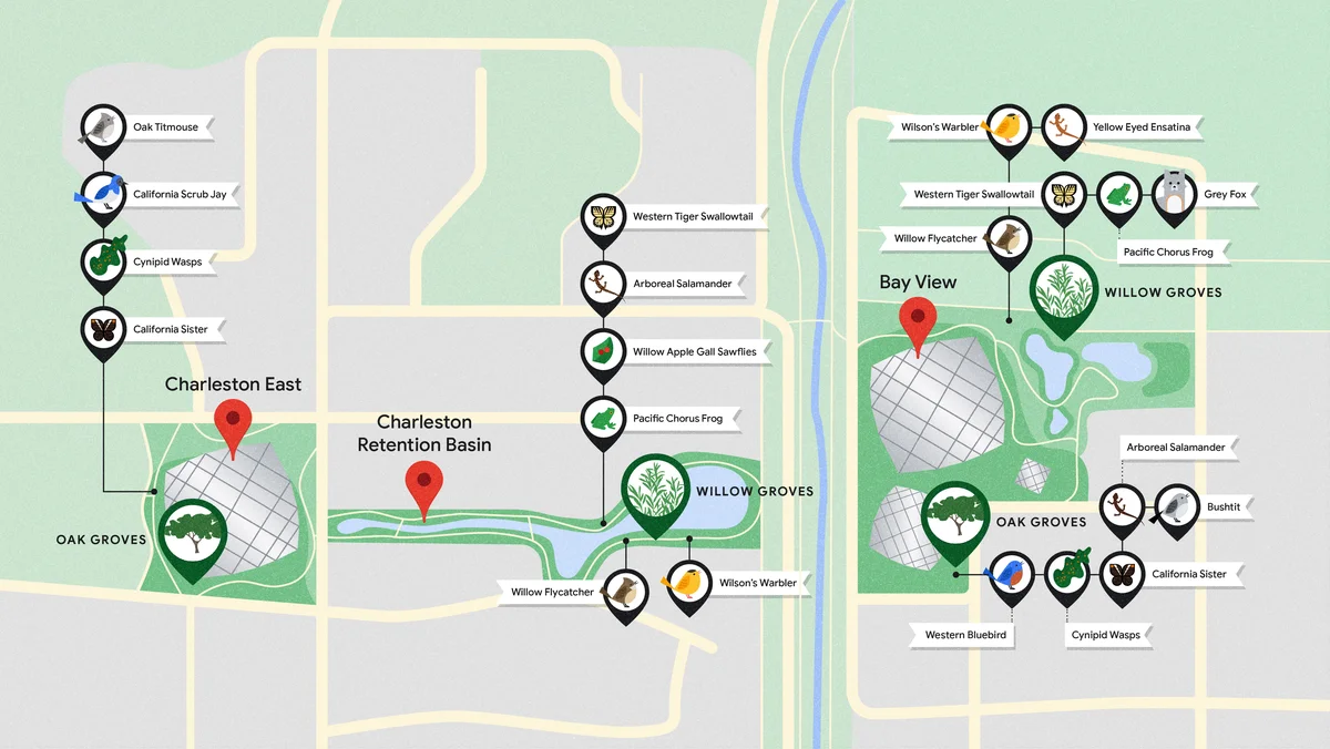 An illustrated map of species found across Google's Bay View and Charleston East campuses, including birds, wasps, butterflies, frogs, foxes, oak trees and willow groves.