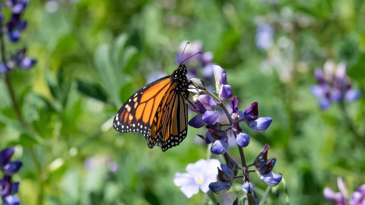 An orange and black monarch butterfly rests on a purple flower.