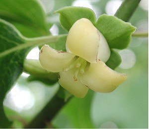 American persimmon female flower