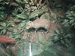 Capybara in the tropical forest biome diorama at World Museum, Liverpool