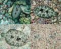 Image 18 Peacock flounder Photo: Mila Zinkova The Peacock flounder (Bothus mancus) is a species of lefteye flounder found widely in relatively shallow waters in the Indo-Pacific. This photomontage shows four separate views of the same fish, each several minutes apart, starting from the top left. Over the course of the photos, the fish changes its colors to match its new surroundings, and then finally (bottom right) buries itself in the sand, leaving only the eyes protruding. More selected pictures