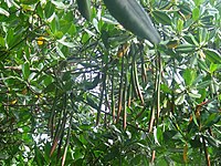 Red mangrove (Rhizophora mangle)