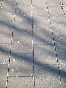 Chewing gum on a sidewalk in Reykjavík.