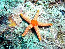 Starfish