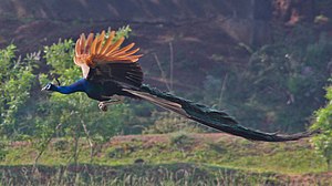 Photo of a peacock with its enormous tail