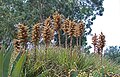 Puya chilensis