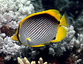 Image 4 Blackback butterflyfish More selected pictures