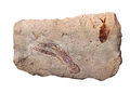 Image 14 Paleontological sites of Lebanon Photo: Mbz1 A plate with fossils of Pseudostacus sp. (lobster, left) and Diplomystus birdii (fish, right), from the Hakel paleontological formation in Lebanon. The paleontological sites of Lebanon contain deposits of some of the best-preserved fossils in the world, and include some species found nowhere else. The most famous of these is the Lebanese lagerstätten of the Late Cretaceous age. More selected pictures