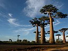 Giant baobabs clustered against the sky