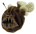 Image 4The humpback anglerfish is a bathypelagic ambush predator, which attracts prey with a bioluminescent lure. It can ingest prey larger than itself, which it swallows with an inrush of water when it opens its mouth. (from Pelagic fish)