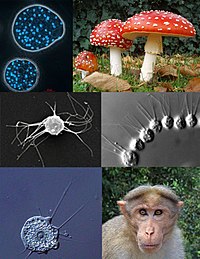 U smjeru kazaljke na satu, od lijevog vrha: Abeoforma whisleri (Ichthyosporea); Amanita muscaria (Fungi); Desmarella moniliformis (Choanoflagellatea); Bonnet Macaque (Metazoa); Nuclearia thermophila (Nucleariida); Ministeria vibrans (Filozoa)