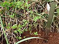 St. Andrew's cross (Hypericum macrosepalum)