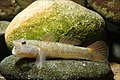 Image 29Rhinogobius flumineus swim on the beds of rivers (from Demersal fish)