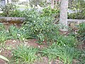 Bermuda snowberry (Chiococca bermudiana)