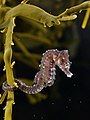 Image 12 Short-snouted seahorse More selected pictures