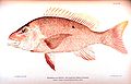 Image 42Red snapper, are generalized reef feeders with standard jaw and mouth structures that allow them to eat almost anything, though they prefer small fish and crustaceans. (from Coral reef fish)