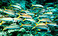 Image 26The yellowfin goatfish changes its colour so it can school with blue-striped snappers (from Coastal fish)