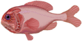 Image 49Orange roughy (from Pelagic fish)