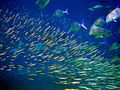 Image 23A school of large pelagic predator fish (bluefin trevally) sizing up a school of small pelagic prey fish (anchovies) (from Pelagic fish)