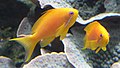 Image 19The sea goldie is an anthias. They are hermaphrodite, and swim in "harems". (from Coastal fish)