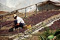 Passerillage without straining at M�laga; the drying gives a reddish-brown colour to the white grape.