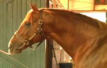 Head shot of a reddish-brown horse