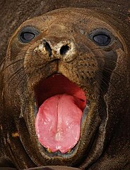 Southern elephant seal