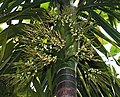 Palmeira de areca em Calcut�, Bengala ocidental, �ndia