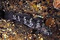 Image 65Rock goby (from Coastal fish)