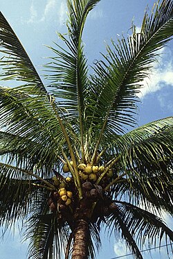 Cocos nucifera (coqueiro-an�o).