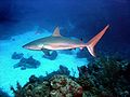 Image 72A Caribbean reef shark cruises a coral reef in the Bahamas. (from Coral reef fish)