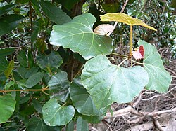 Rhoicissus tomentosa