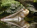 Image 9 Mudskipper Photo by Fritz Geller-Grimm Mudskippers, such as this Periophthalmodon septemradiatus, are uniquely adapted to a completely amphibious lifestyle. They are active when out of water, feeding and interacting with one another, as well as defending their territories. More selected pictures