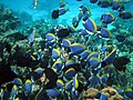 Image 59Surgeonfish are among the most common of coral reef herbivores, often feeding in shoals. This may be a mechanism for overwhelming the highly aggressive defence responses of small territorial damselfishes that vigorously guard small patches of algae on coral reefs. (from Coral reef fish)