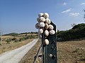 Snails in the Hyblaean Mountains.