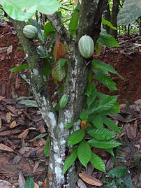 Young trees, C�te d'Ivoire