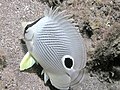 Image 8The foureye butterflyfish has a false eyespot on its sides, which can confuse prey and predators (from Coastal fish)